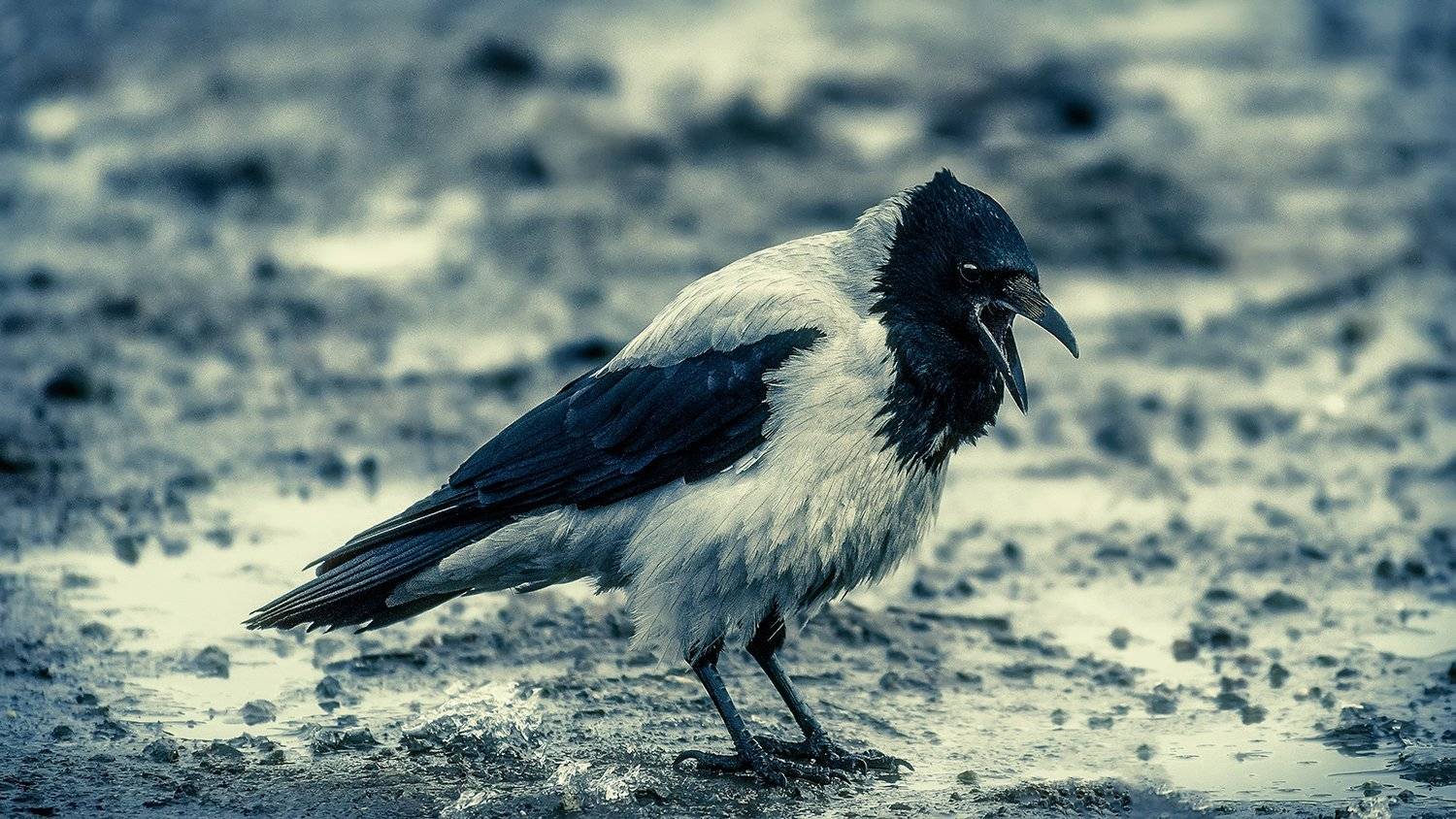 , Сергей Скоробогатов