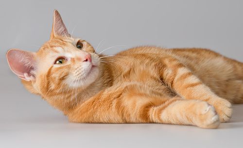 Рыжик - Ginger