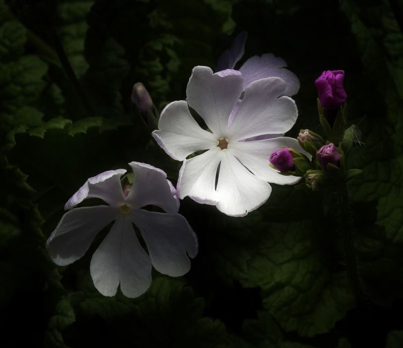 *** фото превью