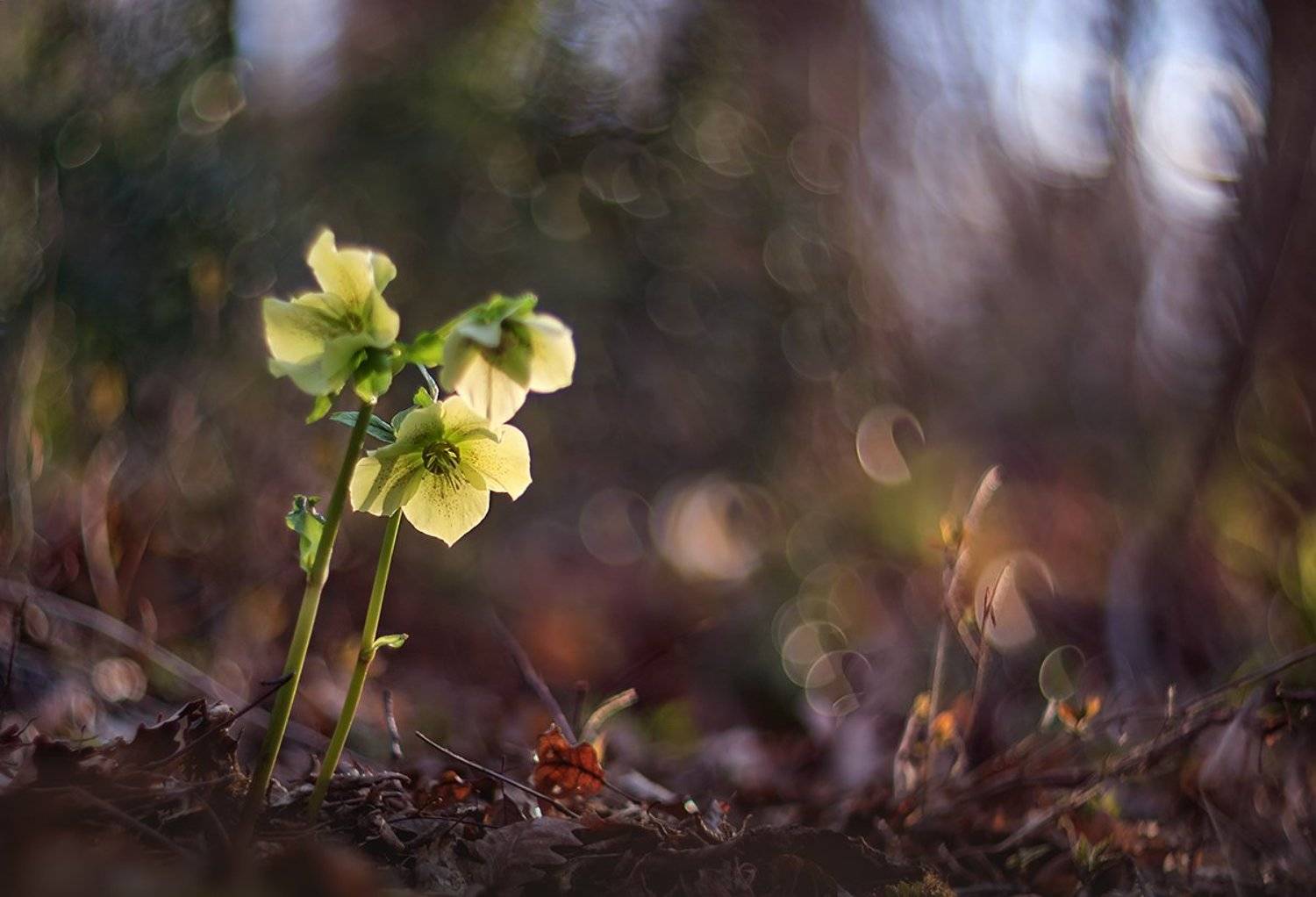 , Валерия Зверева