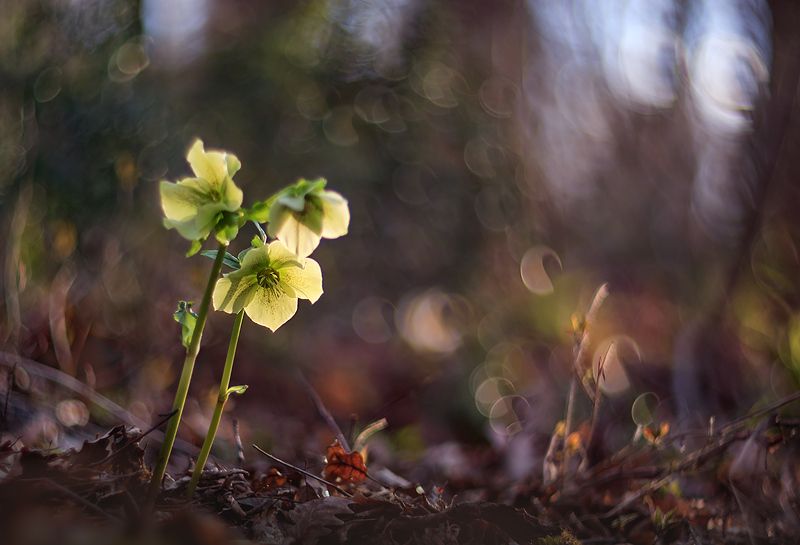 Морозник фото превью