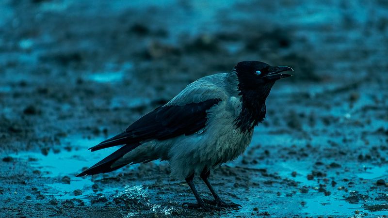 Прямиком из преисподней фото превью