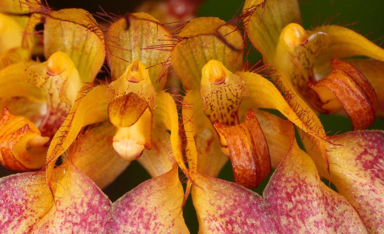 орхидея бульбофиллум, Александр Зорин