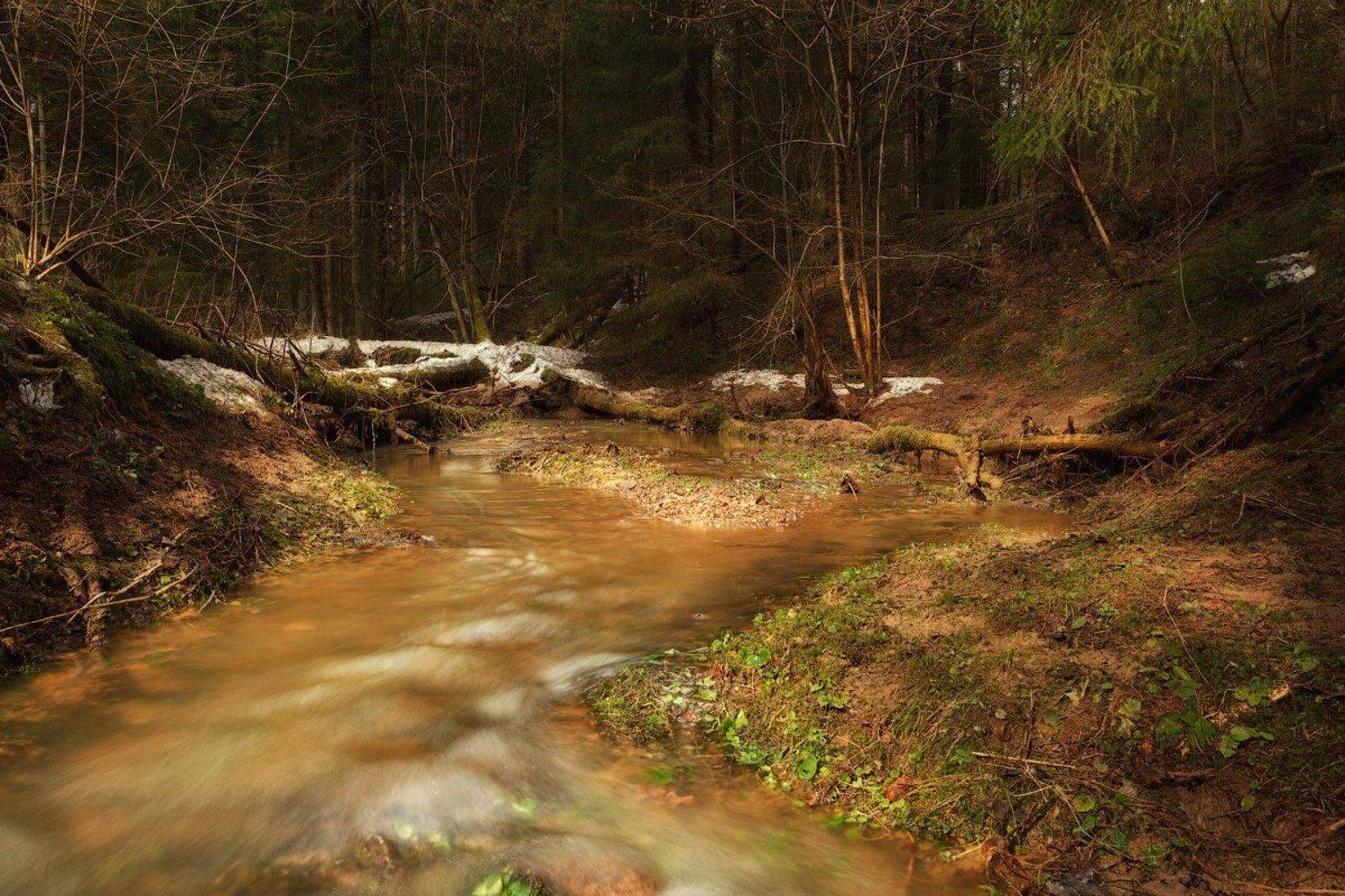 лес, весна, река, солнце, солнечный свет, Алексей Черепанов