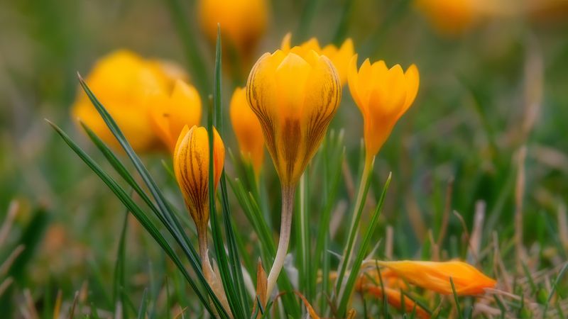 весна Цветение крокусов фото превью