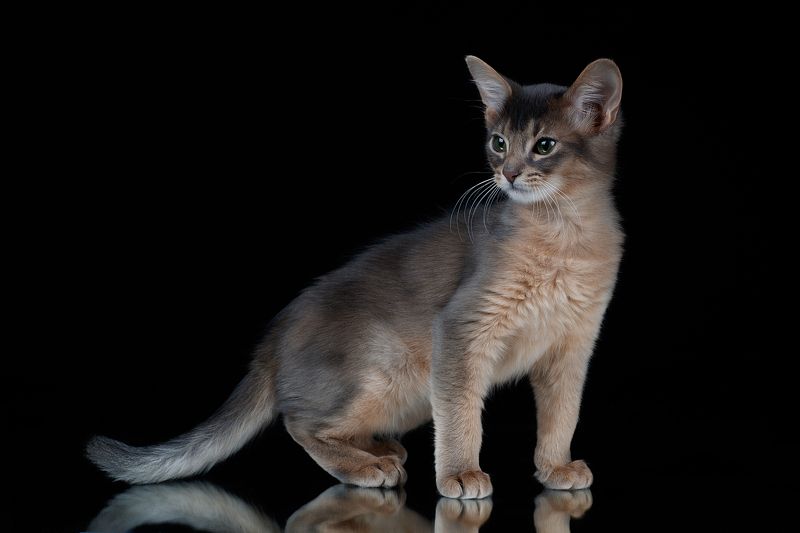 Абиссинский котенок фото превью
