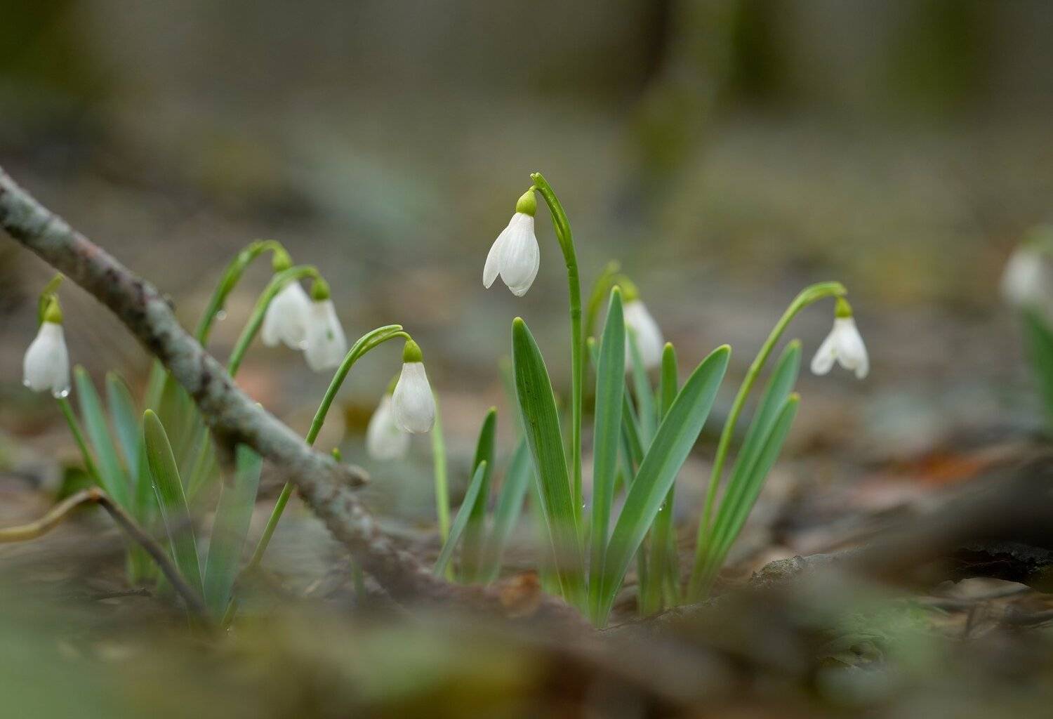весна первоцвет подснежник, Александр Жарников