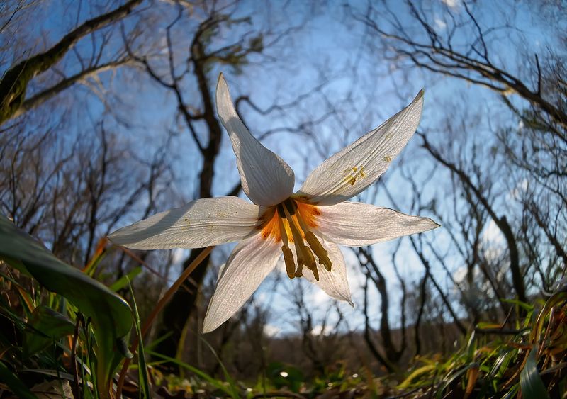 кандык Я подарю тебе эту звезду... фото превью