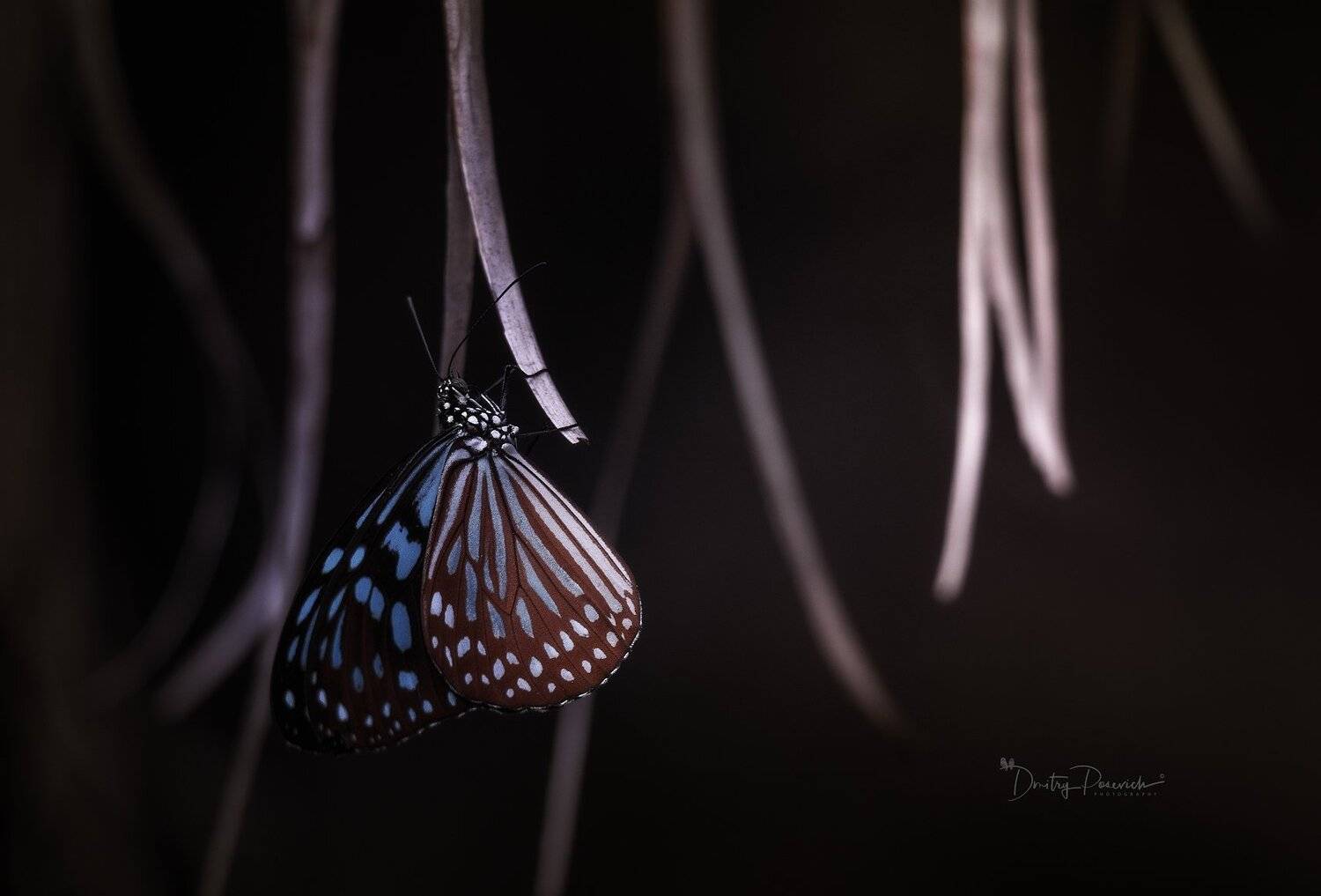 природа, животные, птицы, вьетнам, остров фукок, Дмитрий Посевич