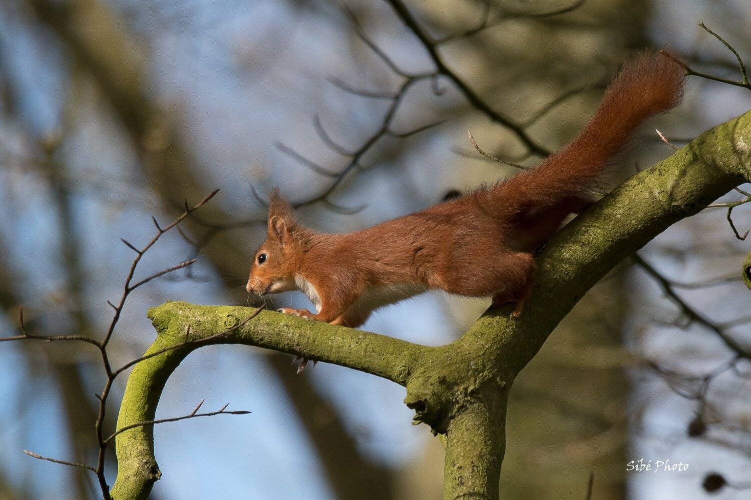 squirrel; &eacute;cureuil;, Sib&eacute;