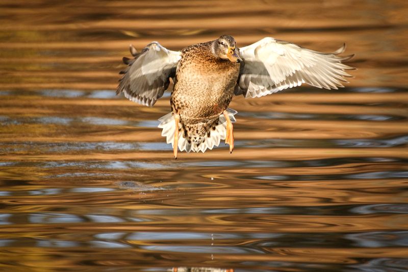 Утиные истории фото превью