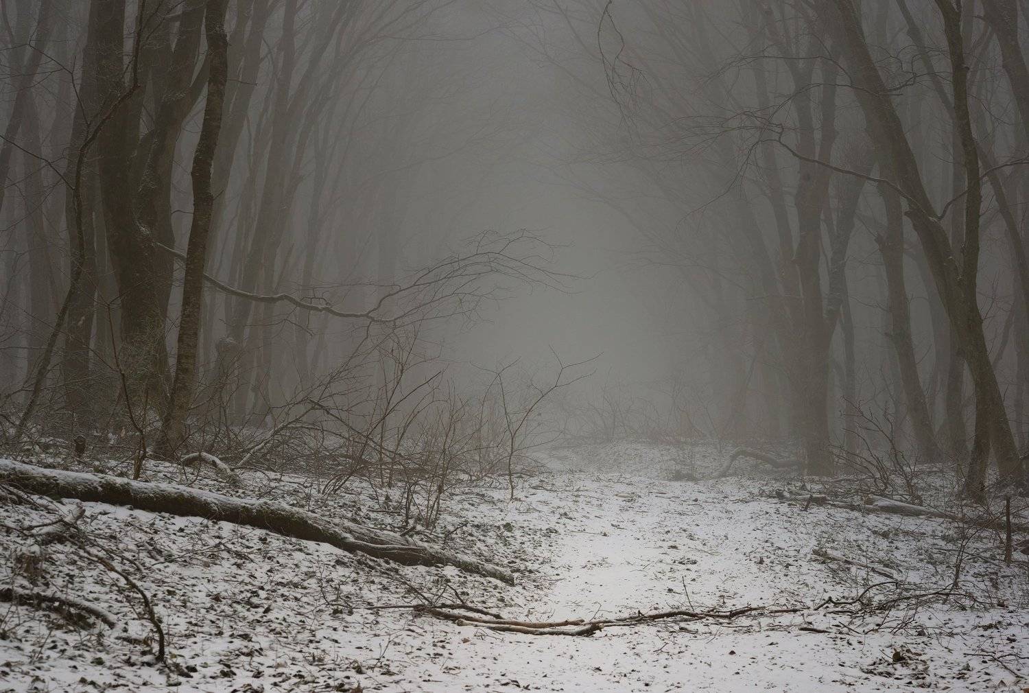 лес туман зима, Александр Жарников