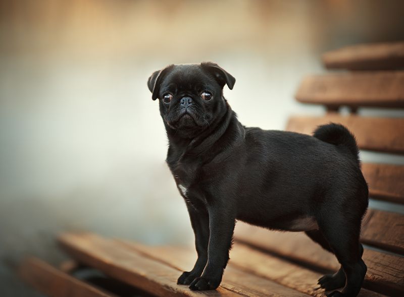 собака, мопс, щенок ... фото превью