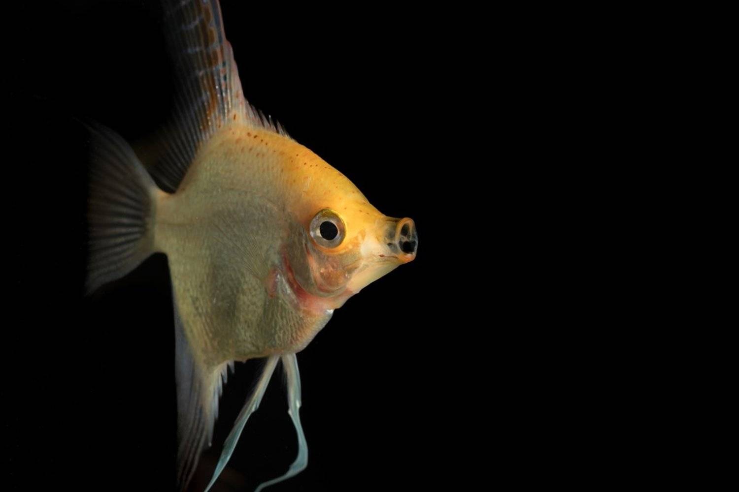 fish, aquarium, angel fish, animals, nature, home, decore, Nikolay Tatarchuk