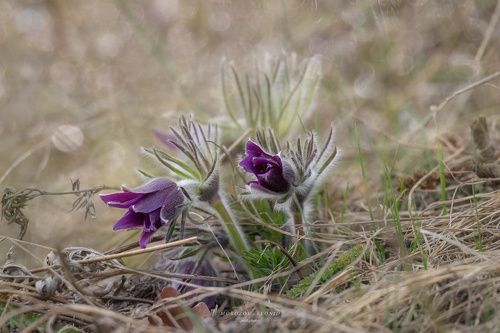 Pulsatilla pratensis