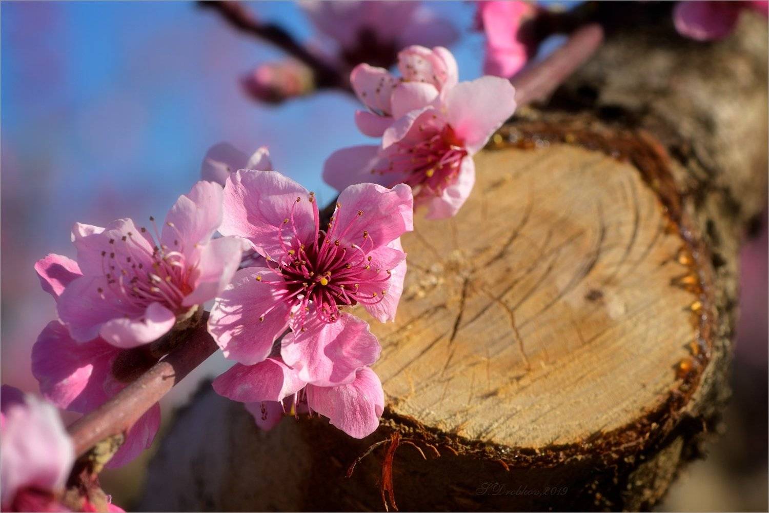 персик, цветы, сад, весна, Sergey Drobkov