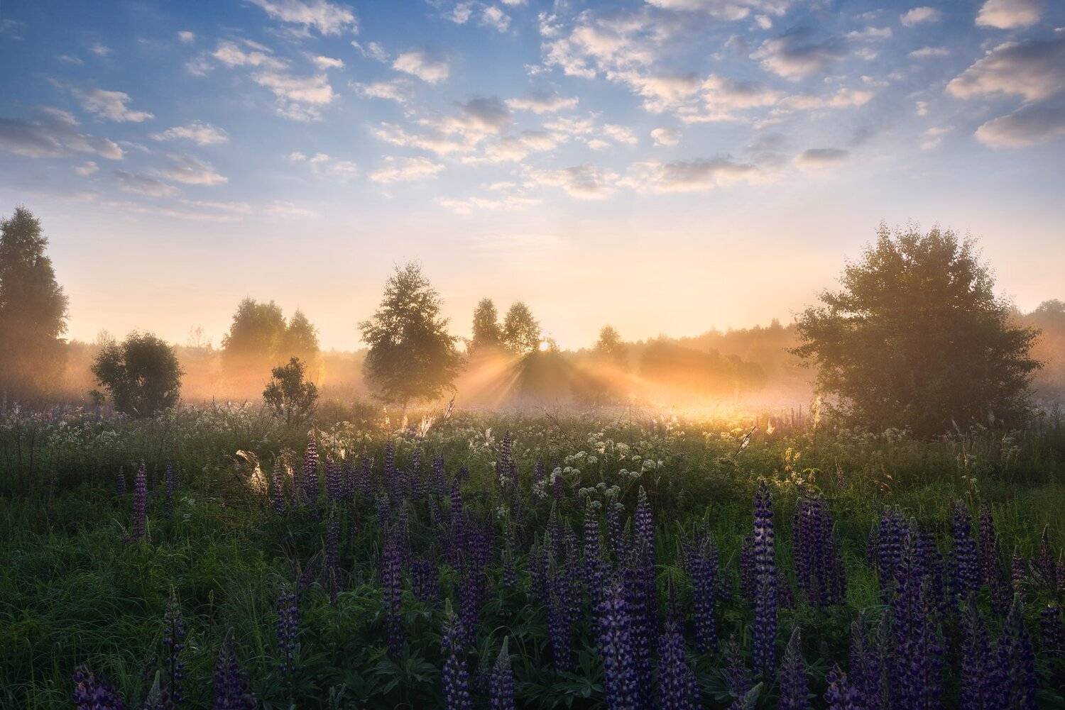утро, рассвет, солнце, туман, люпины, Виталий Полуэктов