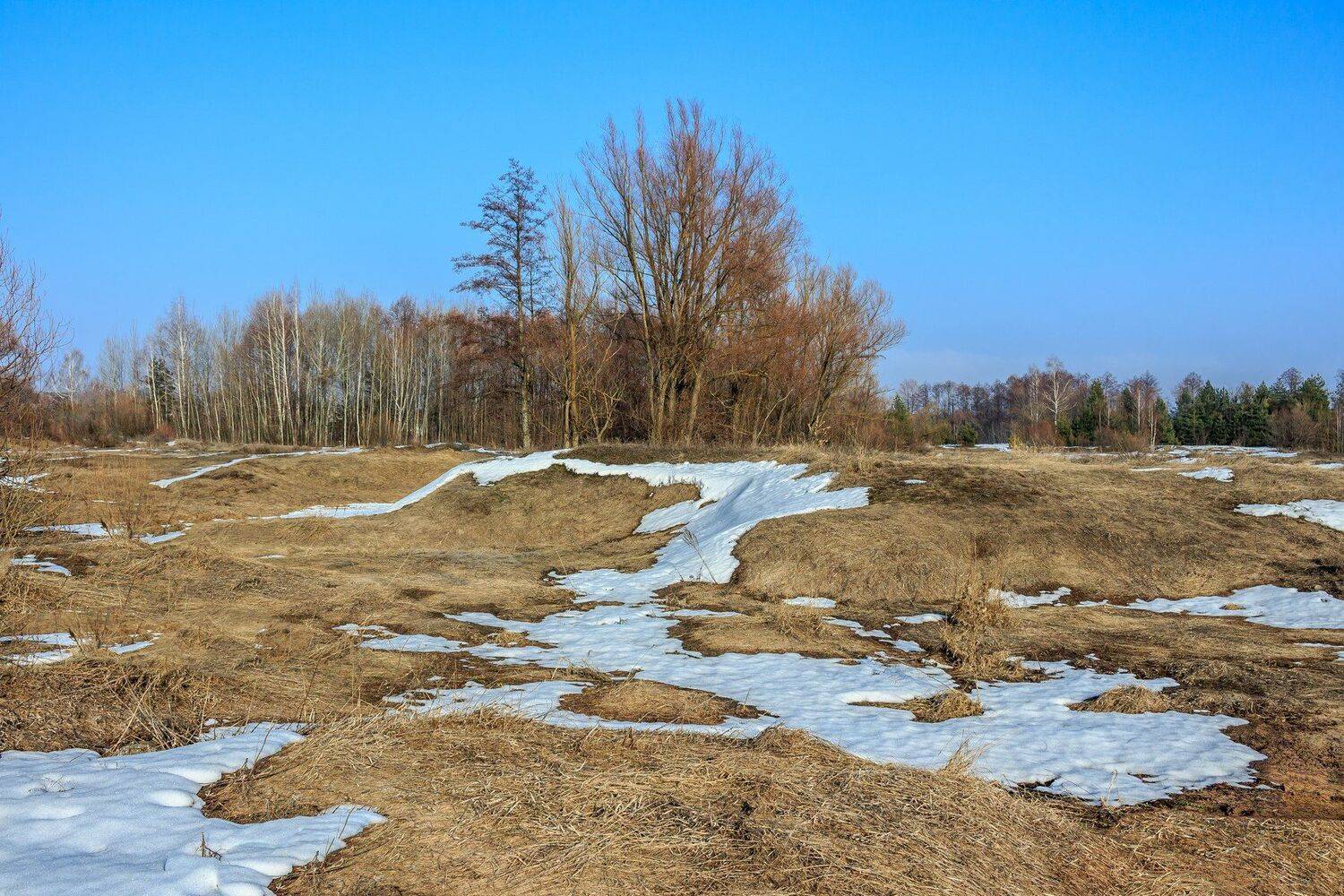 весна, проталины, лес, берёзы, снег, сосны, деревья, Руслан Востриков