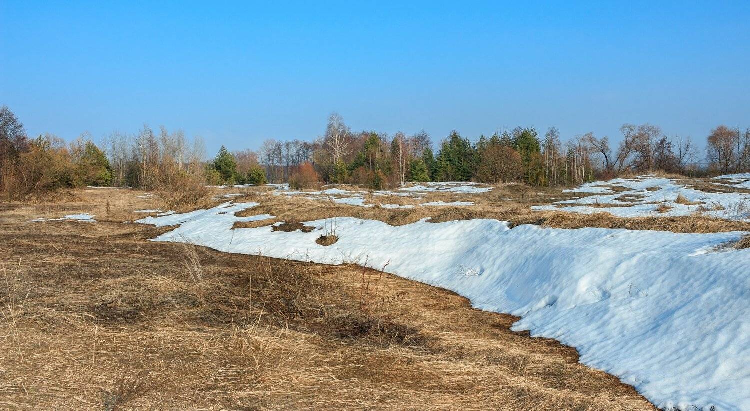 весна, проталины, лес, берёзы, снег, сосны, деревья, Руслан Востриков