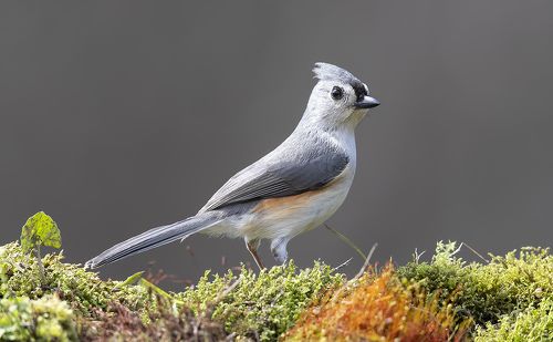 Острохохлая синица -Tufted Titmouse