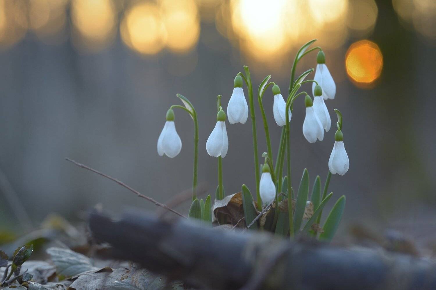 лес весна подснежник, Александр Жарников