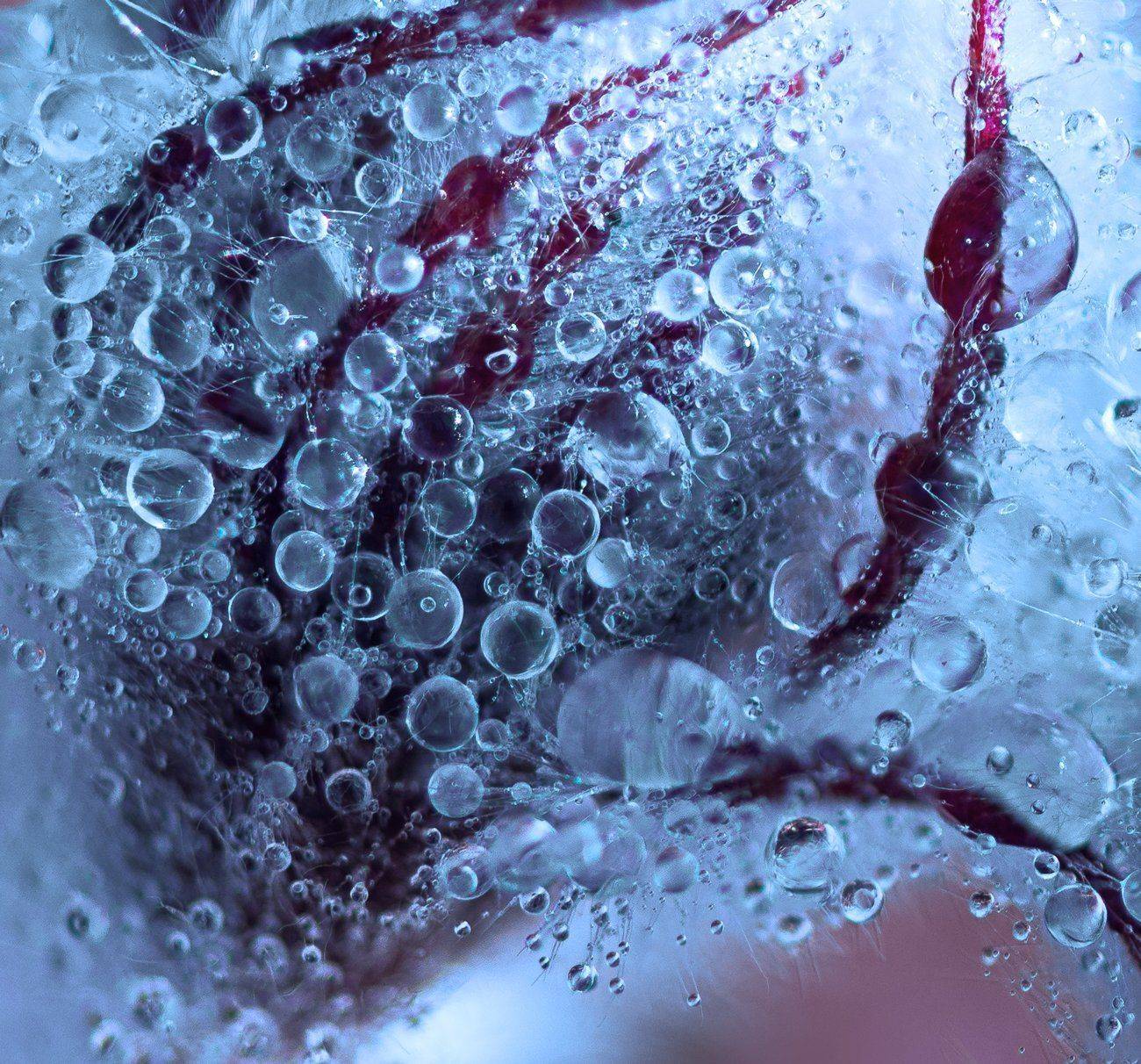 цветы бутоны сон-трава капли вода, Галанзовская Оксана