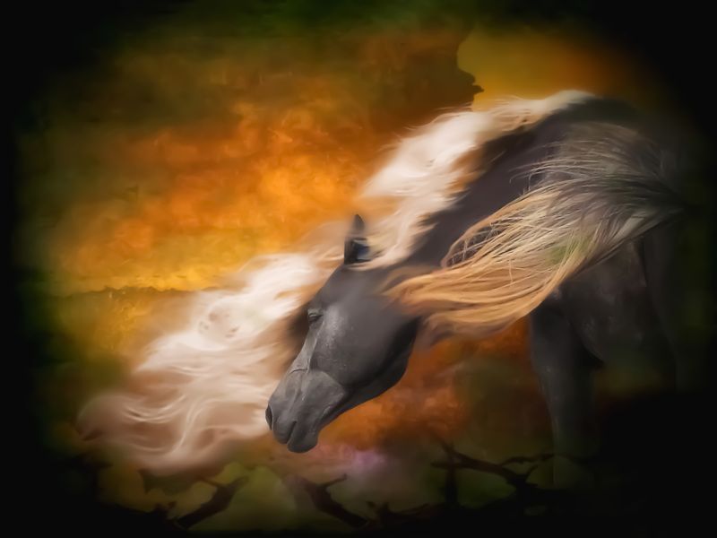 horse in wind фото превью