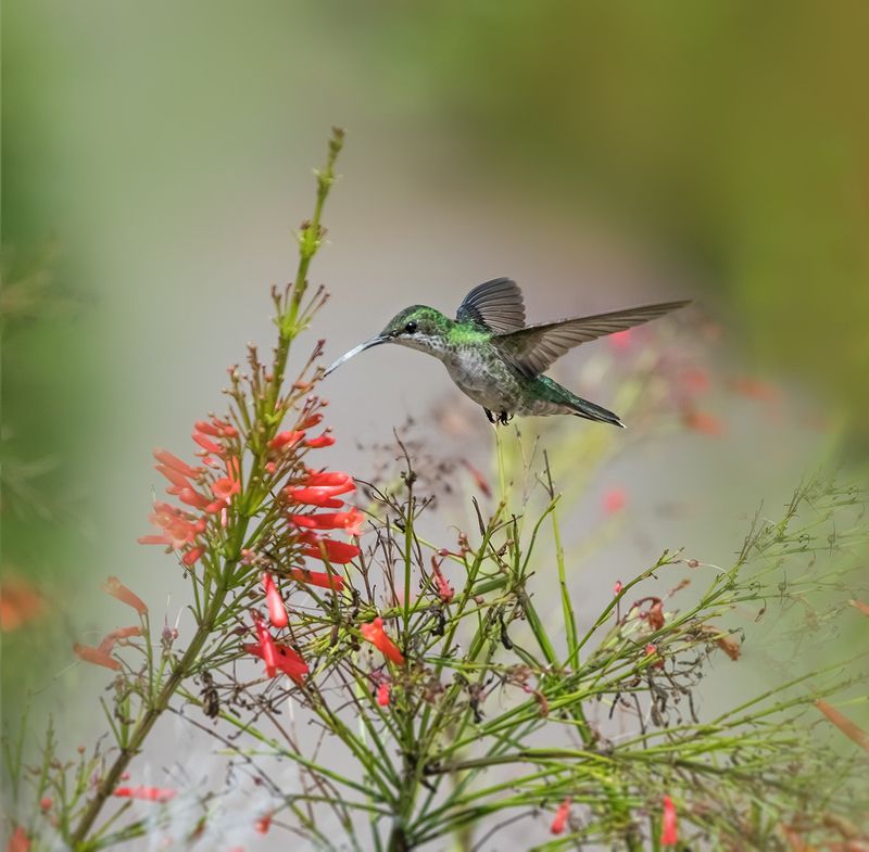 Hummingbird фото превью