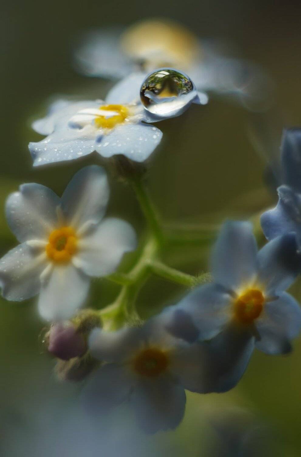 , Николай Андреев