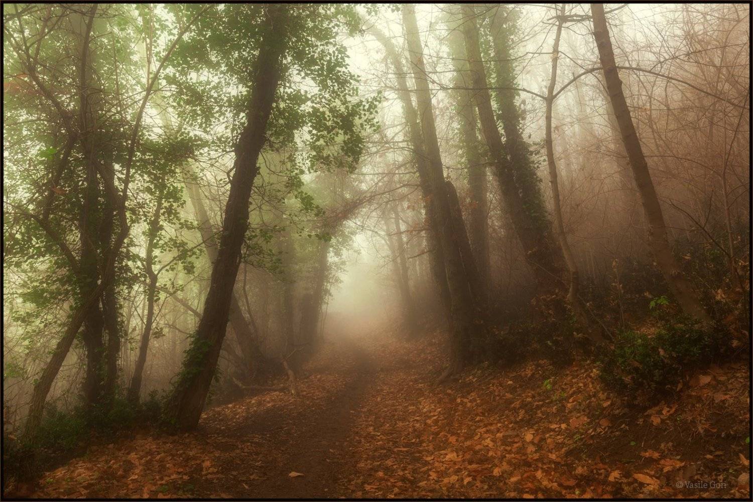 italy,monte venda,colli euganei,тропинка,италия,эвганские холмы,монте венда,туман,morning,colors,fog, Василий Гори