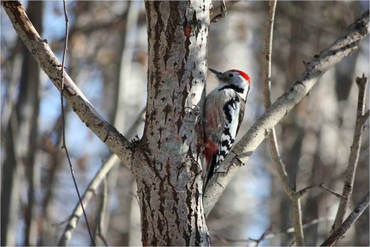 дятел, КарОл