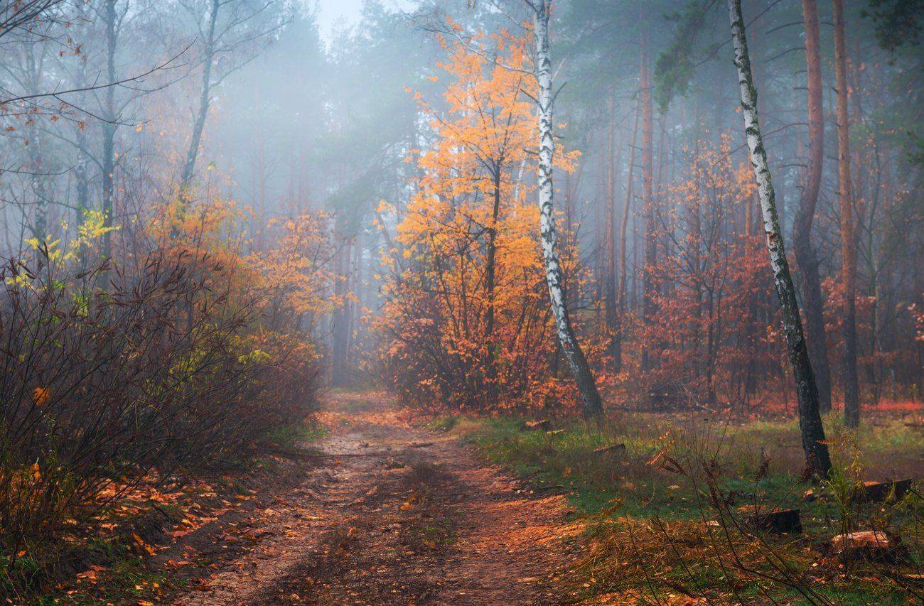 лес, осень, ноябрь, туман, Галанзовская Оксана