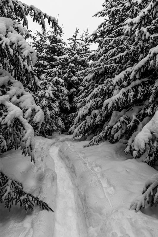 landscape winter mountains snow fog photography photo canvas wallpaper nature trees frame view  Winter in the Vladeasa Mountains.  фото превью