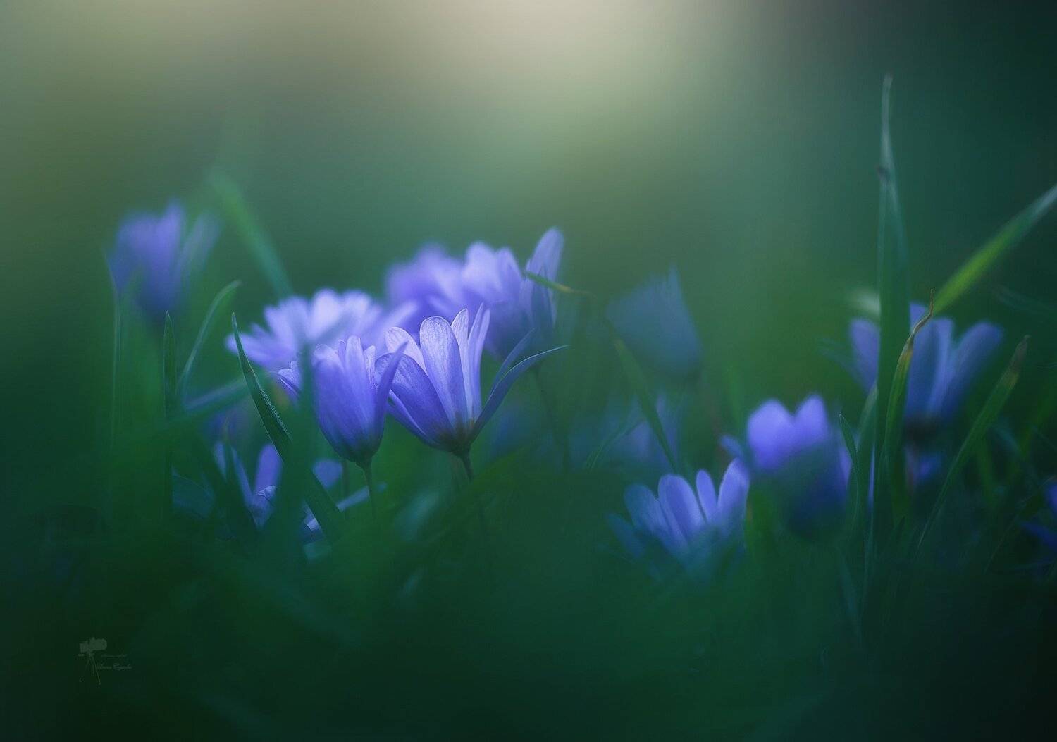 , Инна Сухова