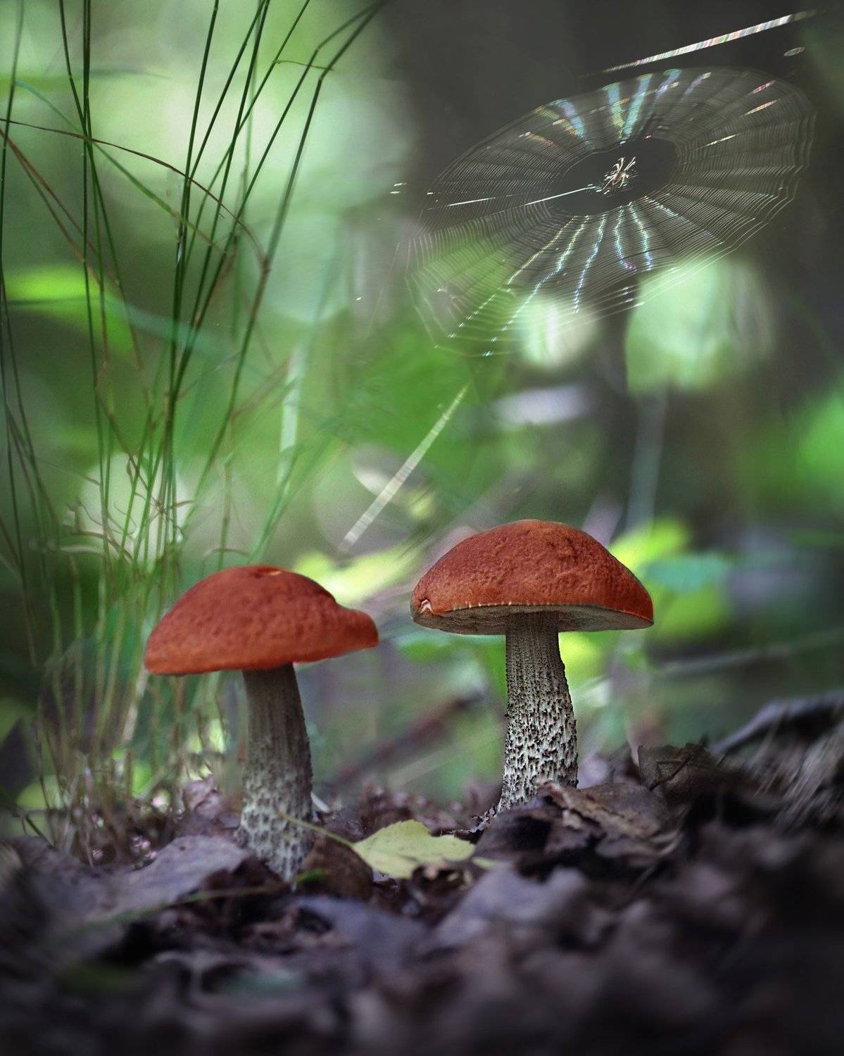 , Вадим Морозов