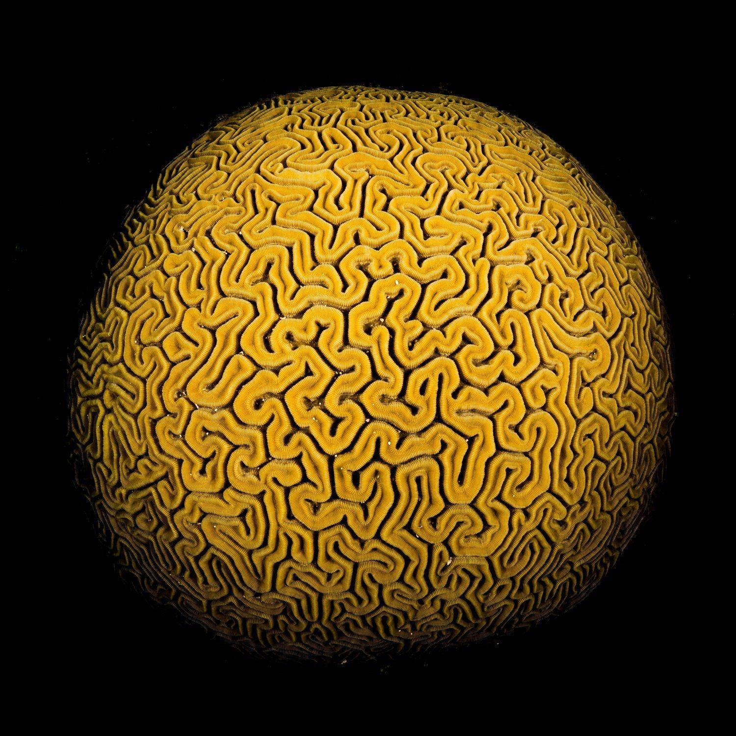 underwater, brain coral, brain, wide angle, underwater photography, Nadya Kulagina