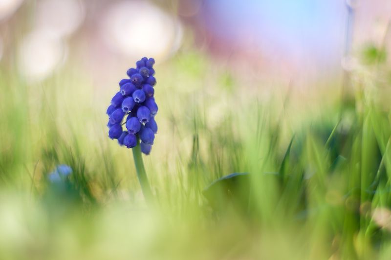 Muscari фото превью