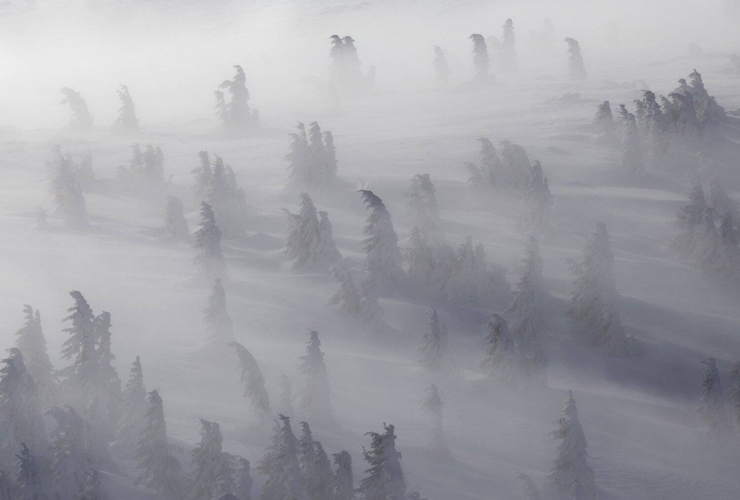 winter, trees, blizzard, snow, landscape, travel, nature, mountain, romania, cold, Lazar Ioan Ovidiu