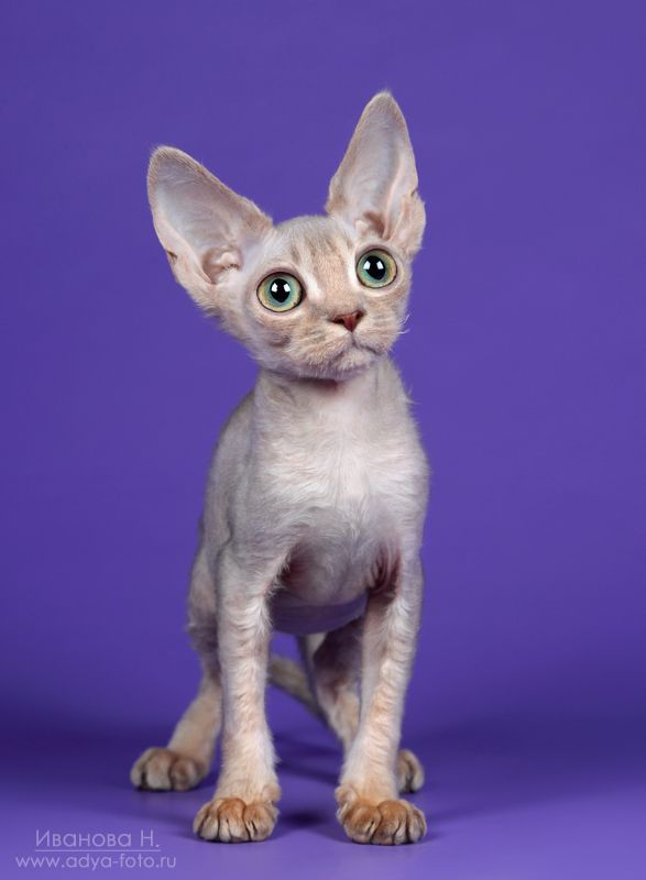 Инопланетяне существуют.. фото превью