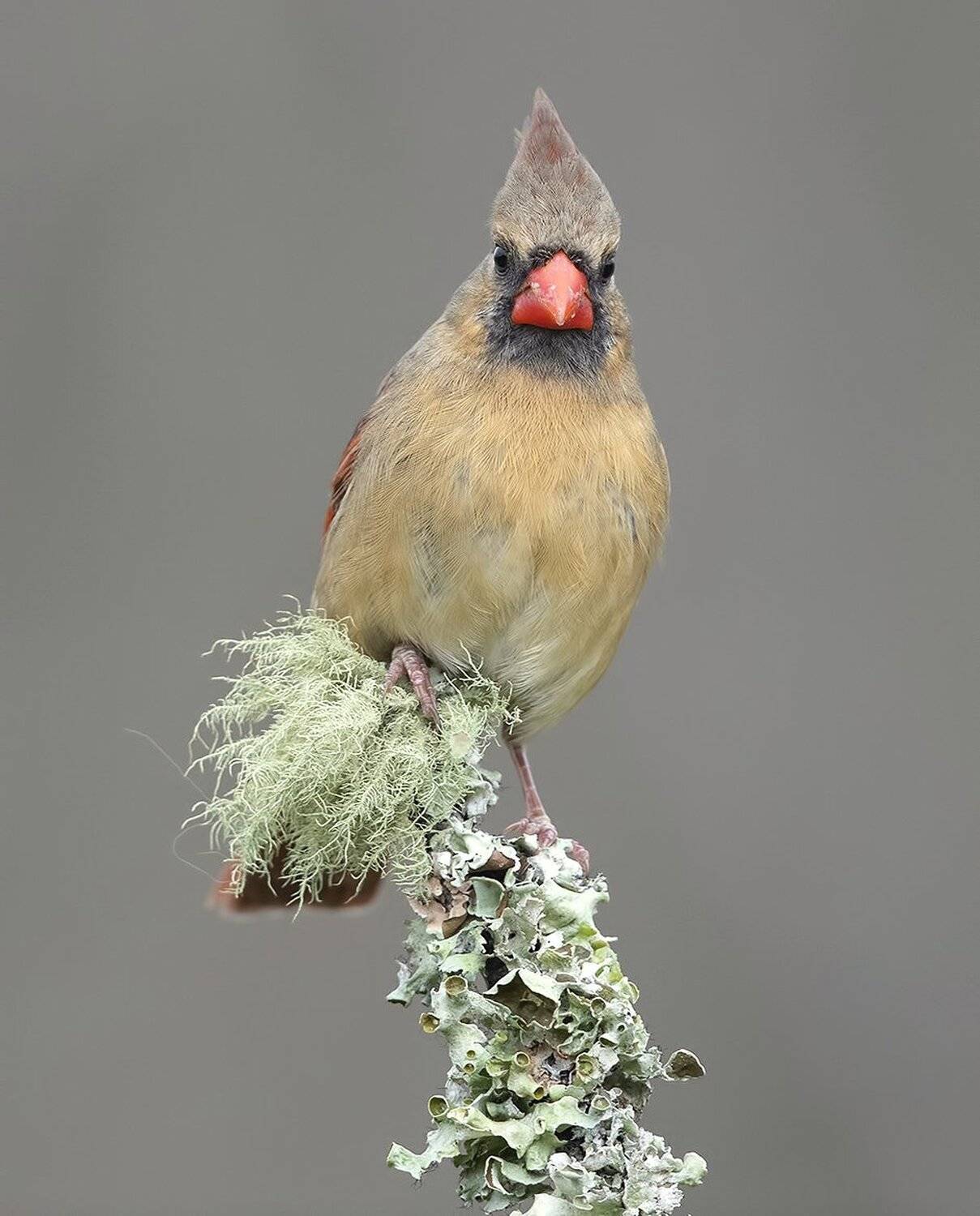 красный кардинал, northern cardinal, cardinal,кардинал, Elizabeth Etkind