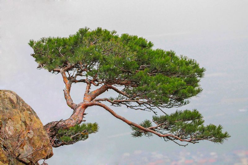 Горная сосна.. фото превью