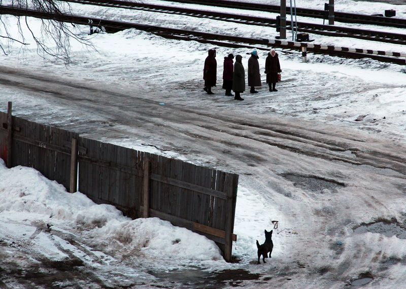 belarus gomel winter dog snow беларусь гомель зима собакаснег Snow patrol фото превью