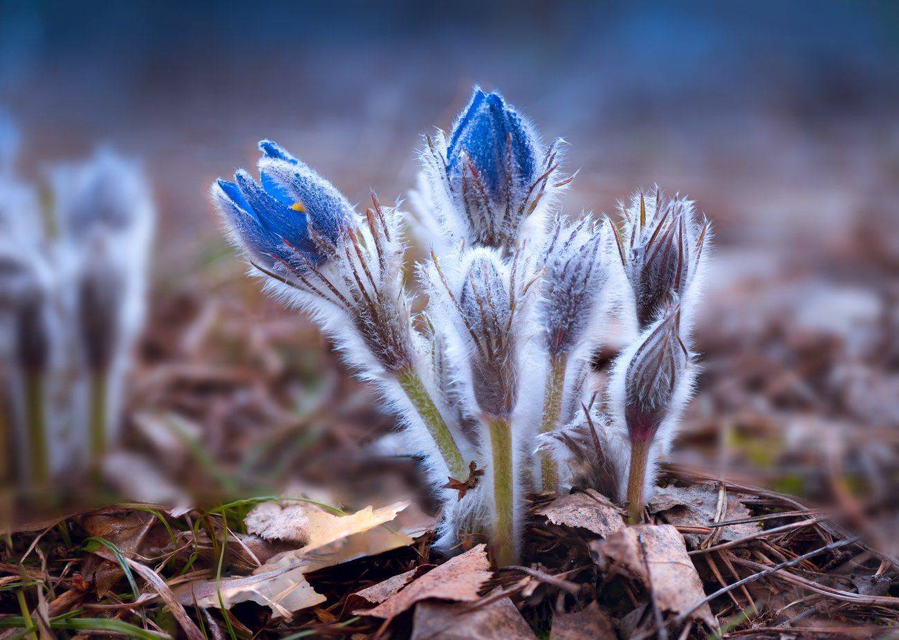 весна, цветы, сон-, трава, Галанзовская Оксана