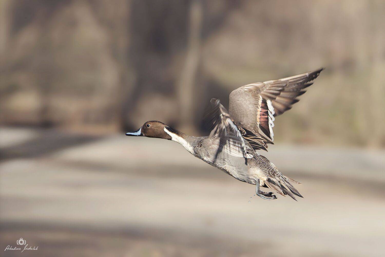 , Arkadiusz Michalak