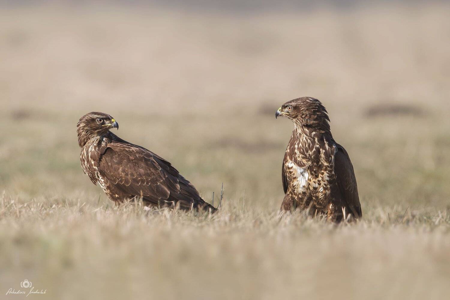 , Arkadiusz Michalak