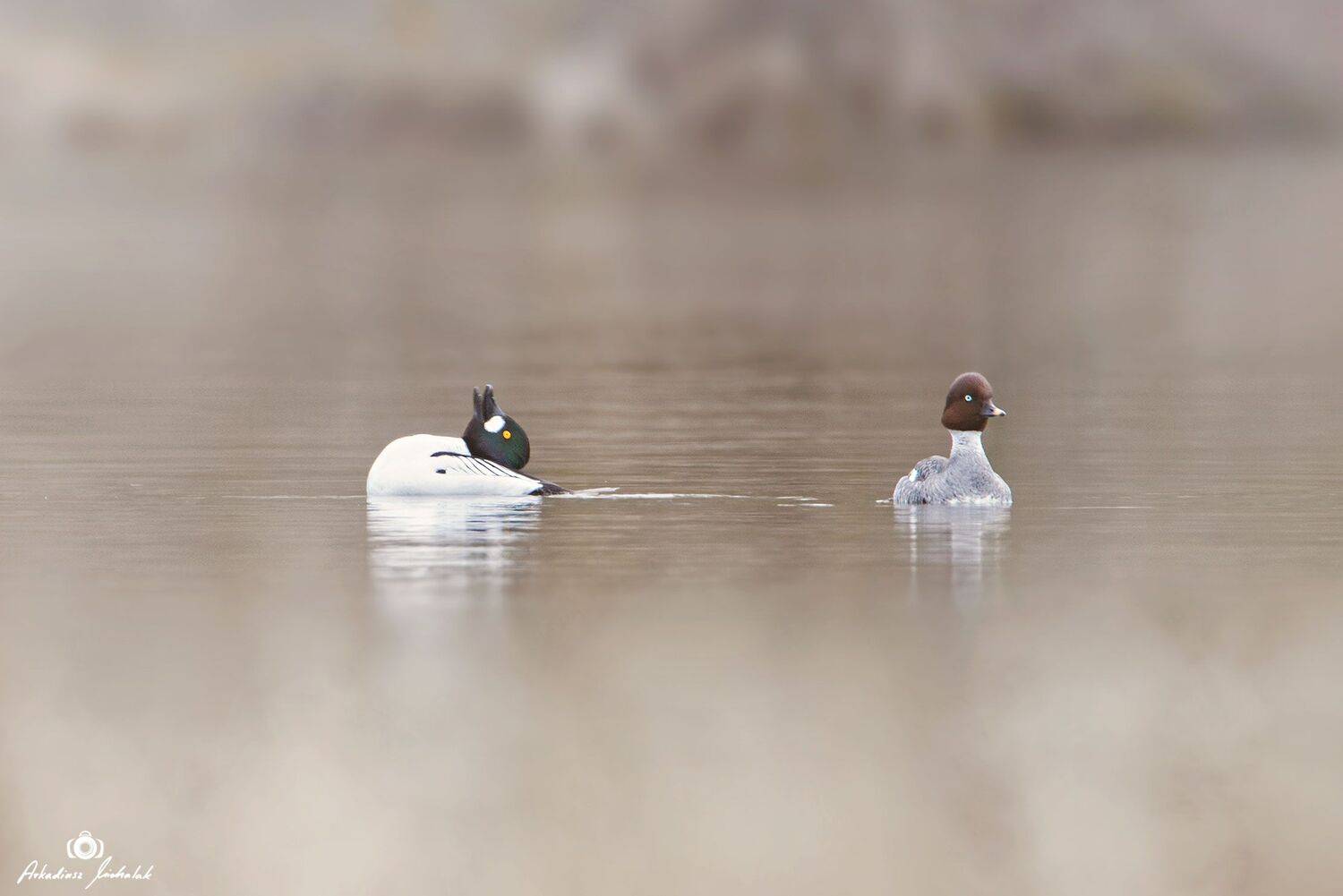 , Arkadiusz Michalak