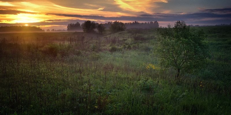 лес, природа, пейзаж, лето, подмосковье Летом фото превью