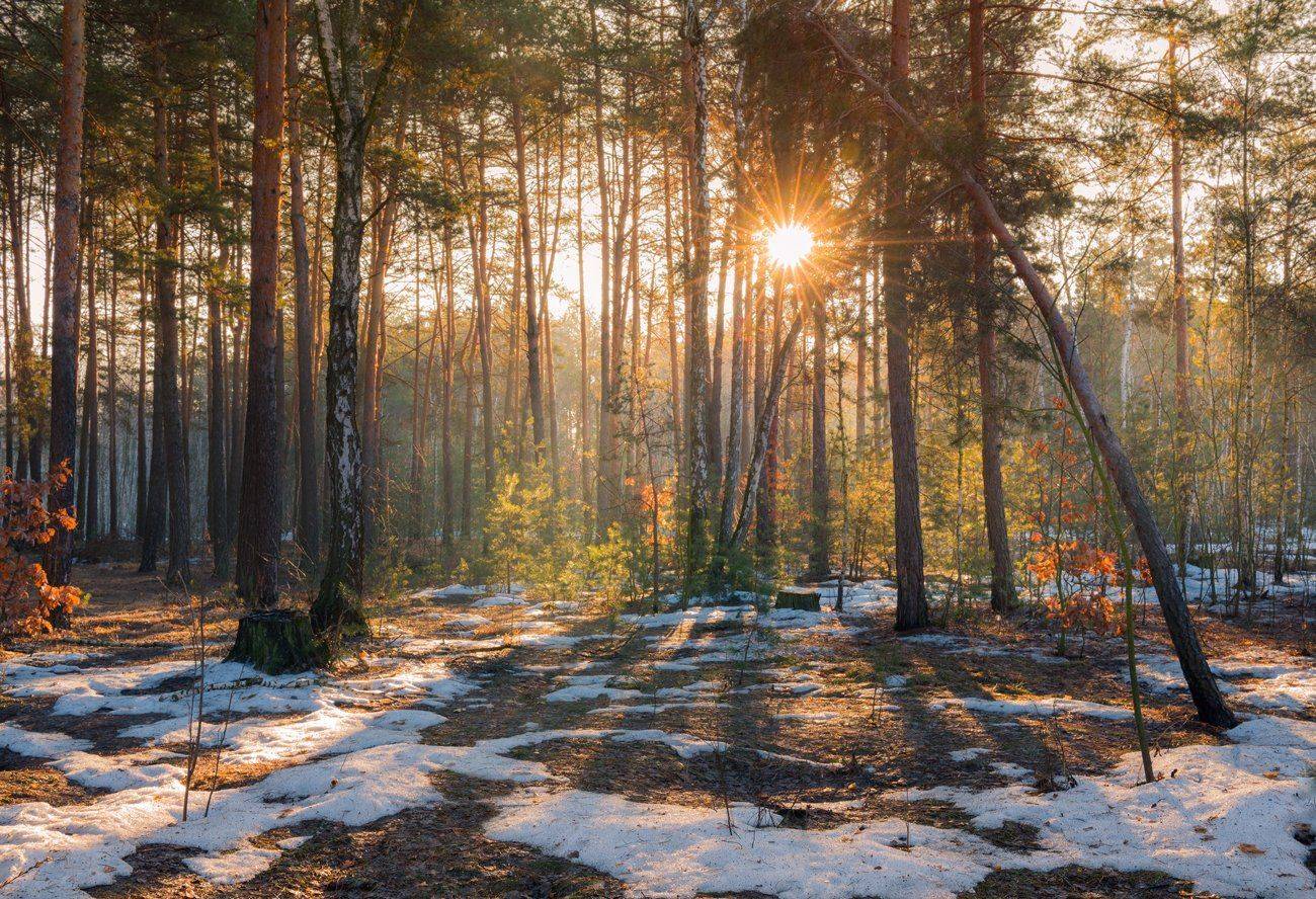 лес, весна, рассвет, проталины, солнце, лучи, снег, кочки, Галанзовская Оксана
