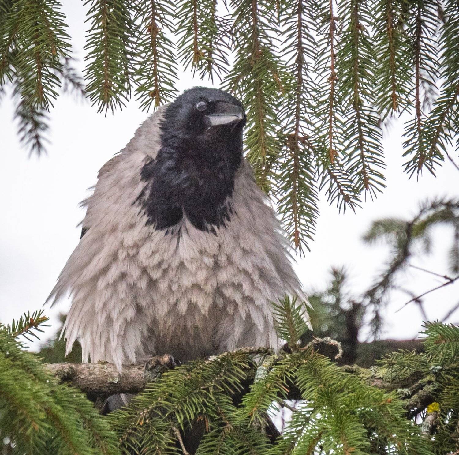 , Курлянцев Алексей