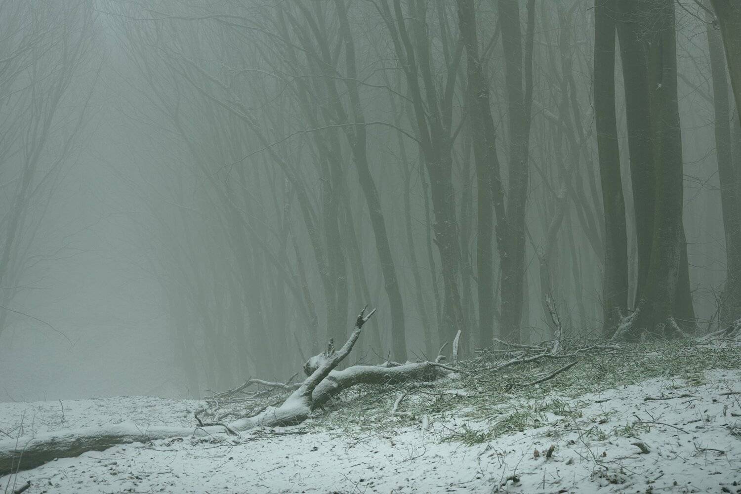 лес туман зима рассвет, Александр Жарников